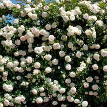 Load image into Gallery viewer, White Meidiland Rose
