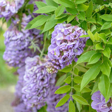 Load image into Gallery viewer, Wisteria ‘Amethyst Falls’