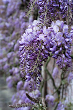 Load image into Gallery viewer, Wisteria ‘Amethyst Falls’