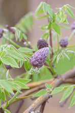 Load image into Gallery viewer, Wisteria ‘Amethyst Falls’