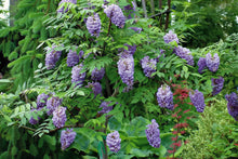 Load image into Gallery viewer, Wisteria ‘Amethyst Falls’