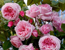 Load image into Gallery viewer, Kiss Me Kate Arborose® Climbing Rose
