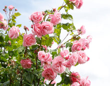 Load image into Gallery viewer, Kiss Me Kate Arborose® Climbing Rose