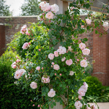 Load image into Gallery viewer, The Generous Gardener® Rose (Bare Root)