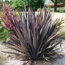 Load image into Gallery viewer, Purple New Zealand Flax