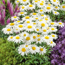 Load image into Gallery viewer, Shasta Daisy Snowcap