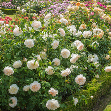Load image into Gallery viewer, Lichfield Angel Rose
