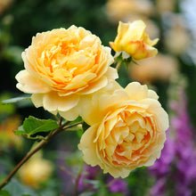 Load image into Gallery viewer, Golden Celebration Rose