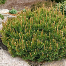 Load image into Gallery viewer, Dwarf Mugo Pine