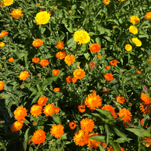 Load image into Gallery viewer, Calendula