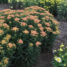 Load image into Gallery viewer, 'Firefly Peach Sky' Yarrow