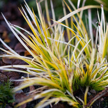 Load image into Gallery viewer, Dwarf Golden Variegated Sweet Flag
