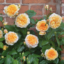 Load image into Gallery viewer, Crown Princess Margareta® Rose (Bare Root)