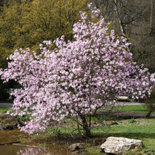 Load image into Gallery viewer, Magnolia Leonard Messel