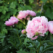 Load image into Gallery viewer, Sarah Bernhardt Peony