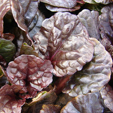 Load image into Gallery viewer, Ajuga 'Mahogany'