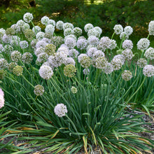 Load image into Gallery viewer, Allium ‘Bobblehead’