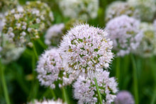 Load image into Gallery viewer, Allium ‘Bobblehead’