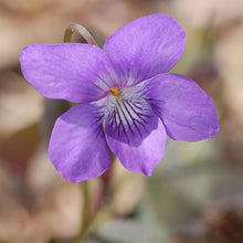 Load image into Gallery viewer, Labrador Violet
