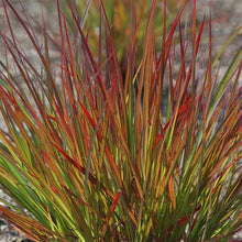 Load image into Gallery viewer, Andropogon Dancing Wind