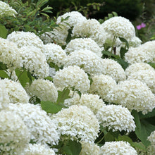 Load image into Gallery viewer, Annabelle Hydrangea