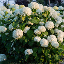 Load image into Gallery viewer, Annabelle Hydrangea