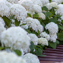Load image into Gallery viewer, Annabelle Hydrangea