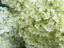Load image into Gallery viewer, Annabelle Hydrangea