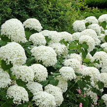 Load image into Gallery viewer, Annabelle Hydrangea