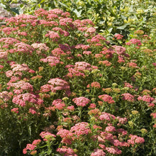 Load image into Gallery viewer, Tutti Frutti Apricot Delight Yarrow