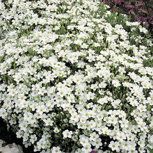 Load image into Gallery viewer, Arenaria - Mountain Sandwort