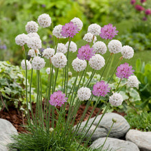 Load image into Gallery viewer, Armeria White and Pink Mix