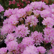 Load image into Gallery viewer, Armeria 'Sea Thrift'