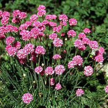 Load image into Gallery viewer, Armeria 'Sea Pink'