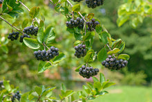 Load image into Gallery viewer, Viking Aronia Chokeberry