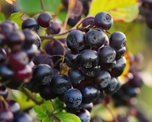 Load image into Gallery viewer, Viking Aronia Chokeberry