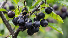Load image into Gallery viewer, Viking Aronia Chokeberry