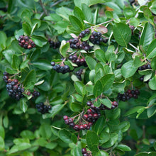 Load image into Gallery viewer, Viking Aronia Chokeberry