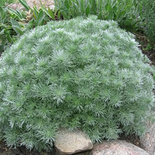 Load image into Gallery viewer, Silver Mound Artemisia