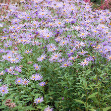 Load image into Gallery viewer, Aster 'Mönch'