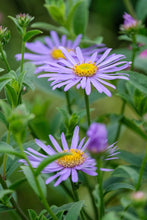 Load image into Gallery viewer, Aster 'Mönch'