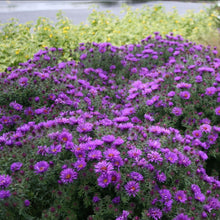 Load image into Gallery viewer, Purple Dome Aster