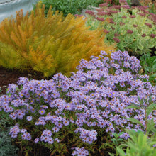 Load image into Gallery viewer, Aster 'Woods Light Blue'