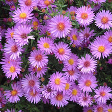 Load image into Gallery viewer, Aster 'Wood's Pink'
