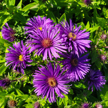 Load image into Gallery viewer, Grape Crush New England Aster