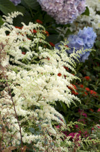 Load image into Gallery viewer, Astilbe 'Bridal Veil'