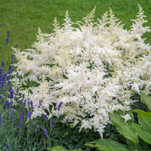 Load image into Gallery viewer, Astilbe 'Bridal Veil'