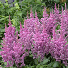 Load image into Gallery viewer, Astilbe taquettii Superba