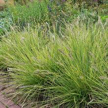 Load image into Gallery viewer, Autumn Moor Grass