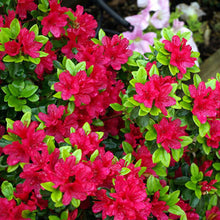 Load image into Gallery viewer, Azalea 'Hino Crimson'